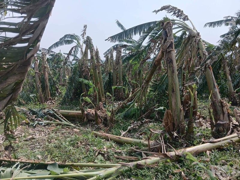 Commercial banana farms damaged by rainfall with storm