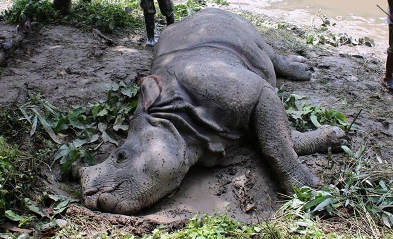 Nine rhinos die in and around CNP in last six months
