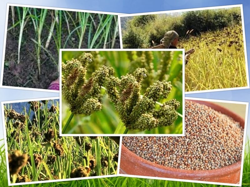 समयमा पानी पर्दा उदयपुरमा कोदो उत्पादनमा बृद्धि : अनु बिसी