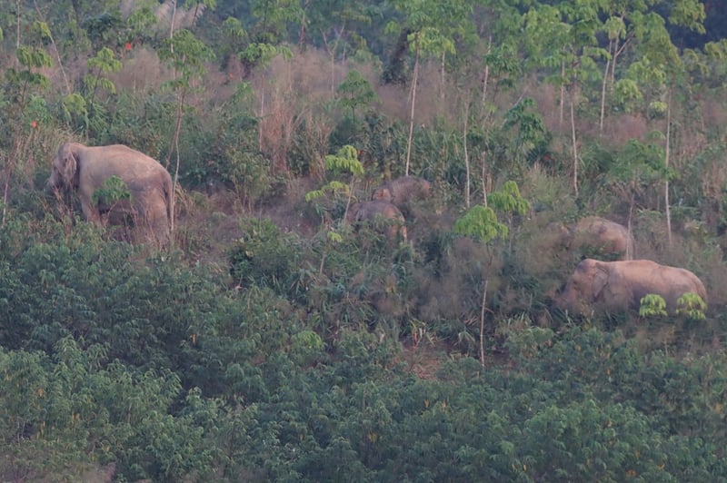मानव–हात्ती द्वन्द्व रोक्न खोप