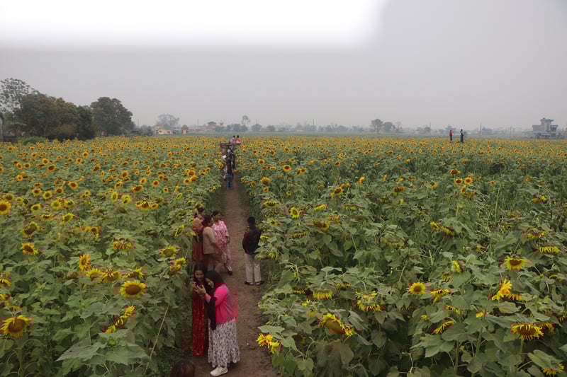 सूर्यमुखी बगानमा फूल ढकमक्क फुलेसँगै अवलोकन गर्ने मानिसको भीड