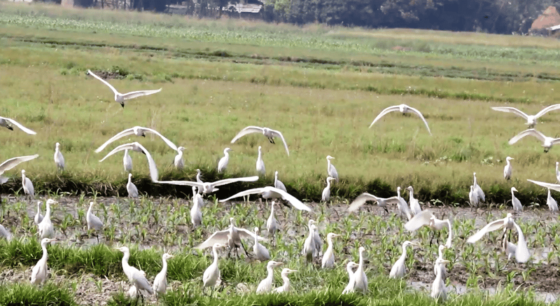 अतिक्रमण र प्रदूषणले संकटमा सिमसार
