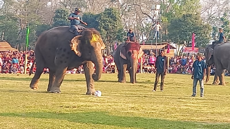 सौराहामा जारी हात्ती महोत्सव (फोटो फिचर)