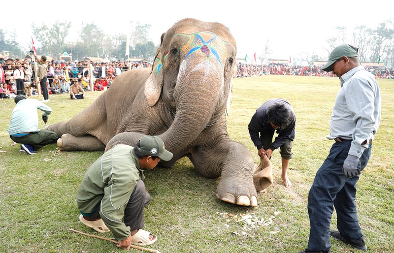 हात्तीको स्वास्थ्य परीक्षण गर्दै चिकित्सक