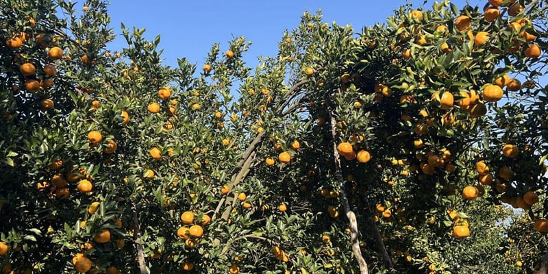 गोरखामा सुन्तला उत्पादन १५ प्रतिशत बढ्यो