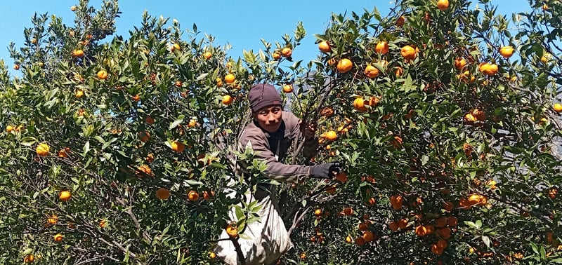 सुन्तला टिपेर पनि मनग्य आम्दानी !