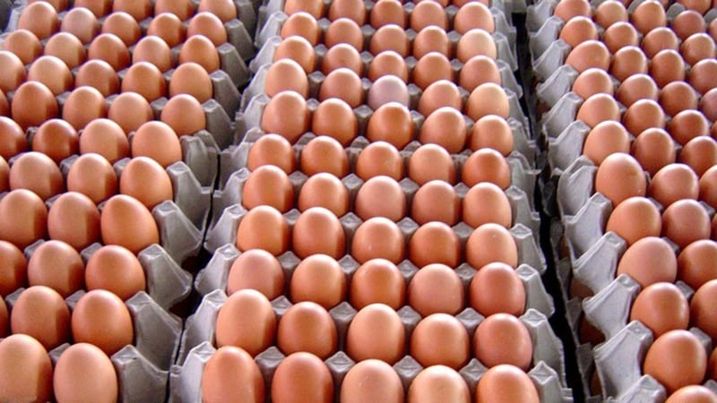 अण्डाको मूल्य घट्यो : ठूलो प्रतिक्रेट ३७५ र मिडियम ३३५ कायम