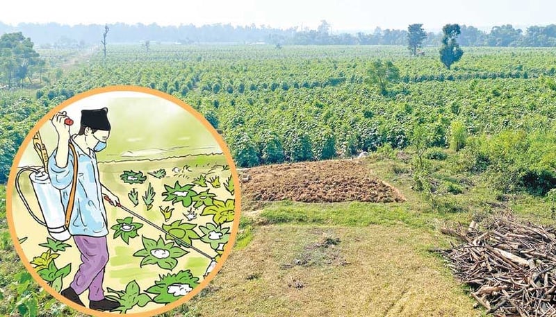 चौबिस लाख किसान सूचीकृत, परिचयपत्र भने बनेन