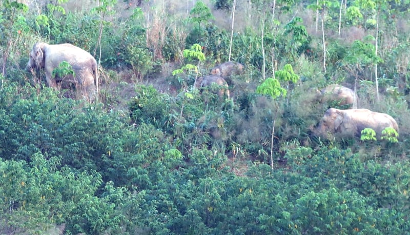 मानव-हात्ती द्वन्द्व रोक्न खोप