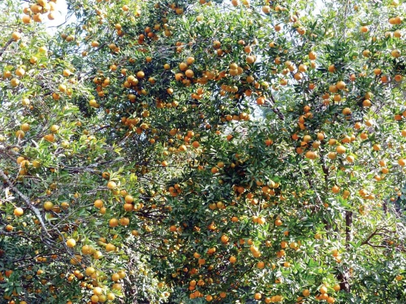 एक्काइस करोडको सुन्तला बिक्री