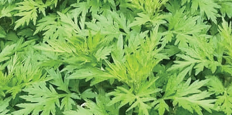 समृद्धिको जडी तितेपाती पनि