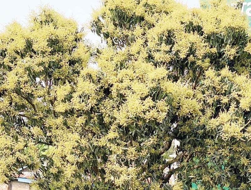 आँप उत्पादन बढ्ने अनुमान