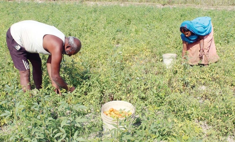 गोलभेँडा राख्न छैन चिस्यान केन्द्र