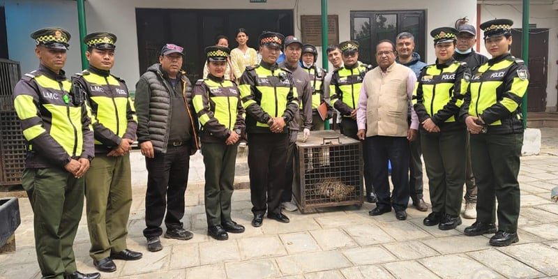 ललितपुरबाट चितुवाको उद्धार