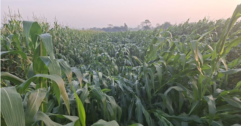 हावाहुरीले सयौँ विघा मकै बालीमा क्षति