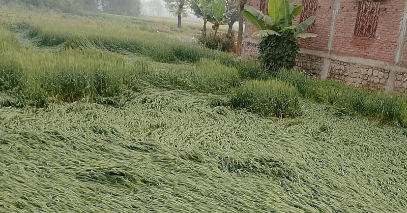 बेमौसमी वर्षाले पश्चिम नवलपरासीमा गहुँबाली नष्ट