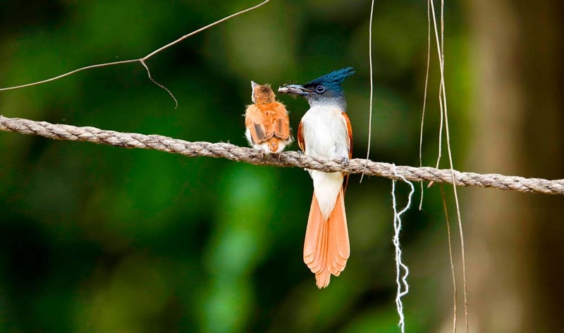 गर्मी लागेसँगै आउन थाले पाहुना चरा