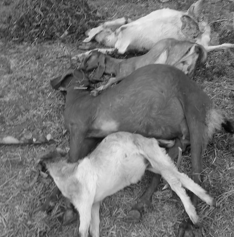 बाघको आक्रमणबाट एउटै घरका नौ वटा बाख्रा मरे