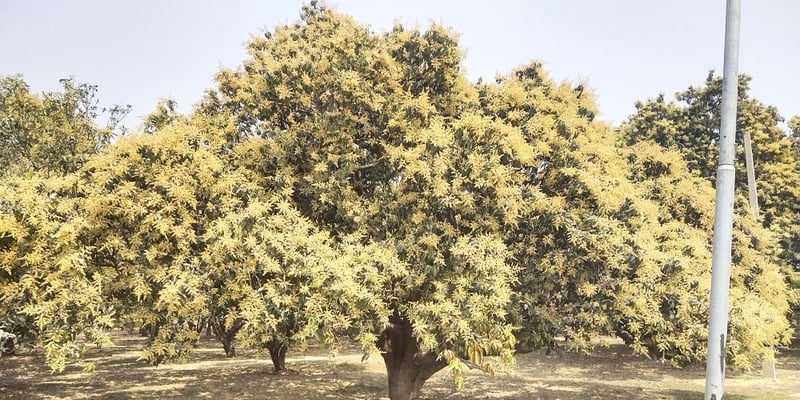 आकासे वर्षाको प्रतीक्षामा आँप किसान