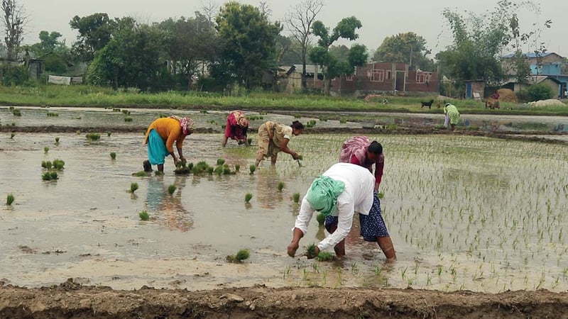 धमाधम रोपाइँ