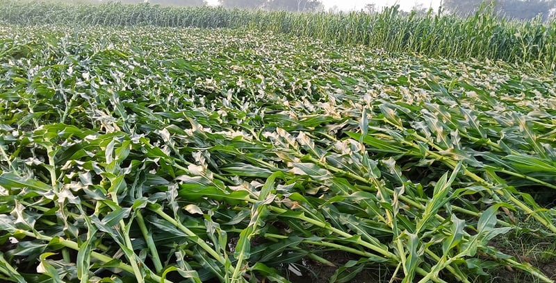 पाँच महिनापछि वर्षा, हावाहुरीले मकै बालीमा क्षति