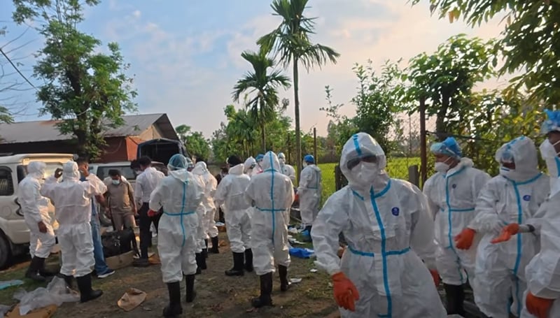 दमकमा बर्डफ्लुः करिब २५ हजार कुखुरा नष्ट गरिँदै