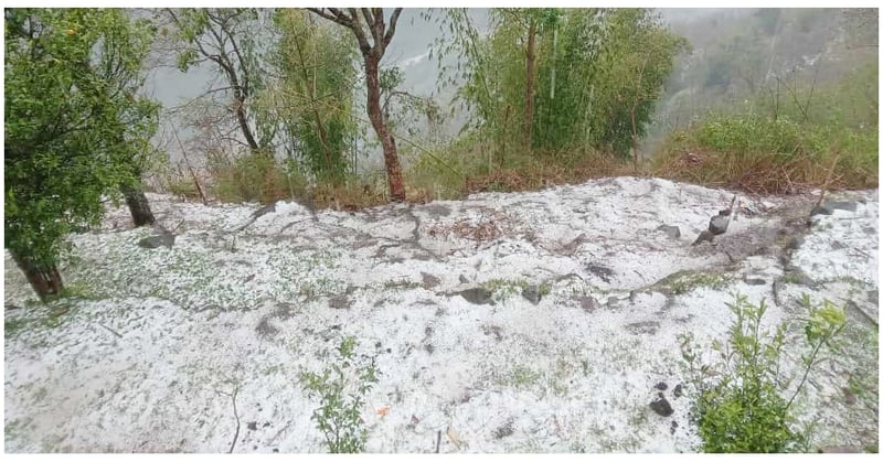 ताप्लेजुङमा असिनाले कृषिबालीमा क्षति