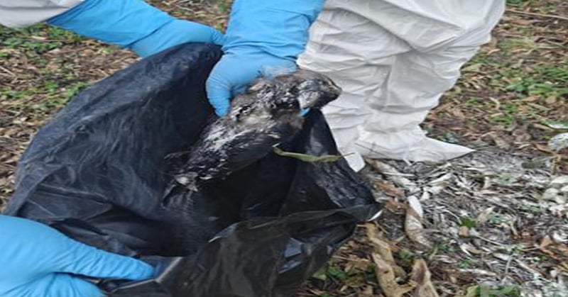 कीर्तिपुरमा मृत भेटिएका कागमा बर्ड फ्लू पुष्टि