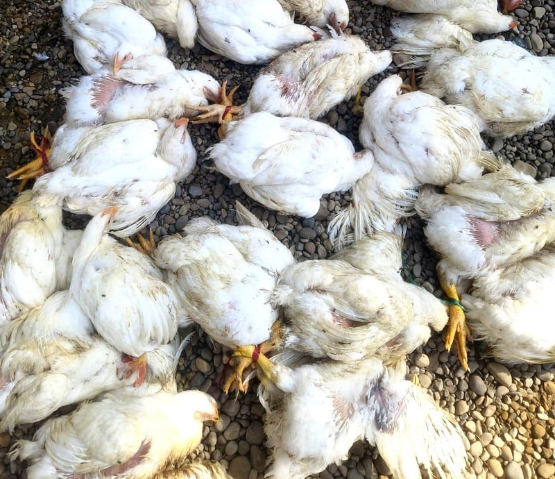 बाँके जिल्ला बर्डफ्लु सङ्क्रमणको उच्च जोखिममा