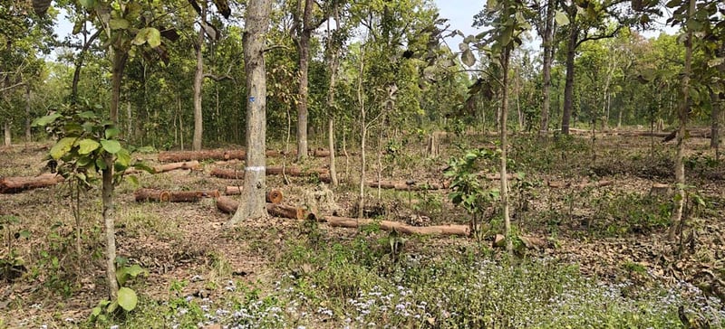 आम्दानीको बलियो आधार बन्दै सामुदायिक वन