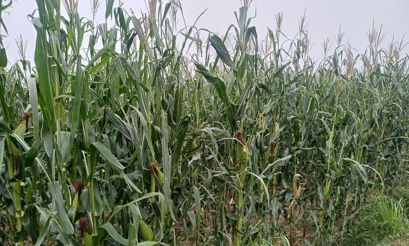 शून्य खनजोत विधिबाट गरिएको मकै खेतीको सफल परीक्षण