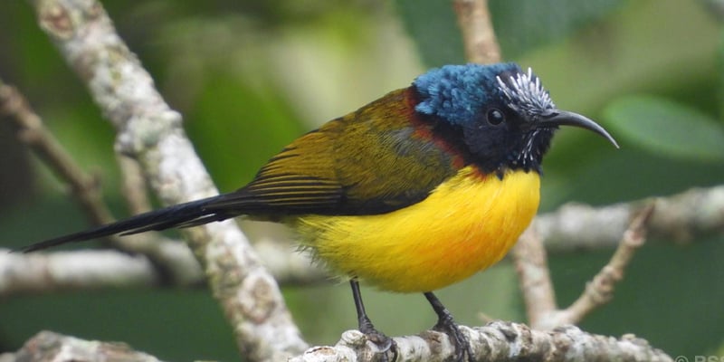 गुल्मीमा चरा प्रजातिको सङ्ख्या ३५५ पुग्यो