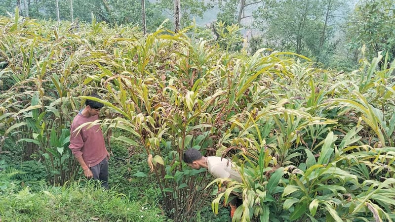 दस अर्बको अलैँची निर्यात