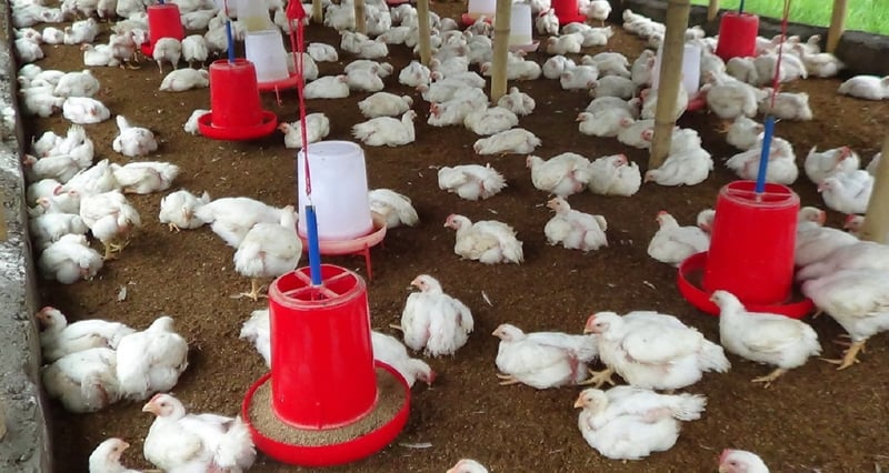 कुखुरापालन कृषिको एक बलियो खम्बा