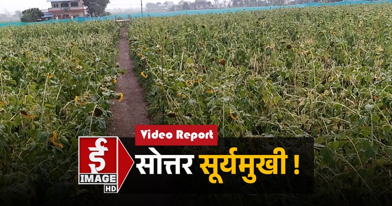वर्षाका कारण सूर्यमुखी फूलबारीमा क्षति (भिडियाे रिपोर्ट)