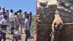 गहिरो इनारमा खसेको सिंहको नाटकीय उद्धार