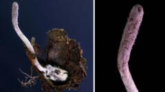 पासो थापेर सिकार गर्ने माकुरामा फेला परेको नयाँ प्रजातिको 'जोम्बी फङ्गस' किन महत्त्वपूर्ण