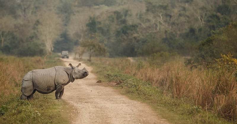 चितवनमा गैंडाको आक्रमणबाट एक जनाको मृत्यु