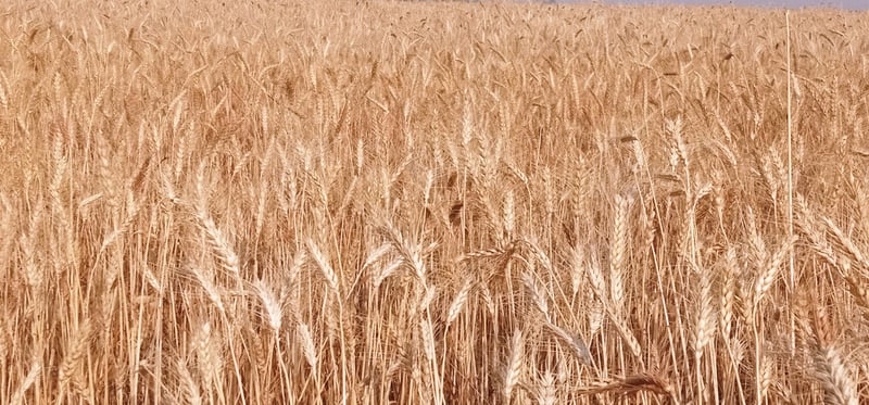 चितवनको गहुँमा नयाँ रोग