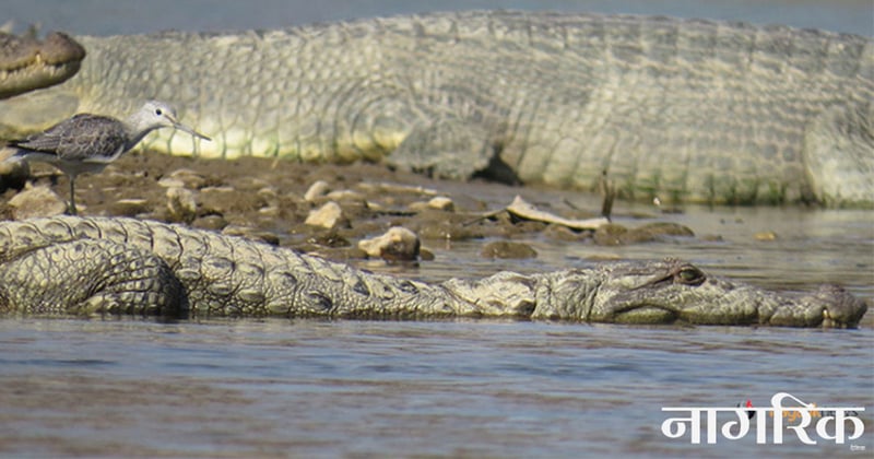 नदीमा छाडियो दुई सय पाँच गोही