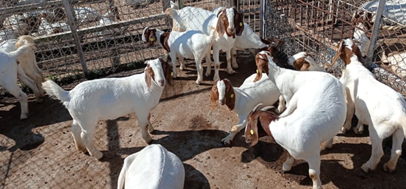 विराटनगरमा पशुचौपायालाई निःशुल्क खोप