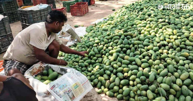मधेस प्रदेशमा आँप उत्पादनमा वृद्धि हुने