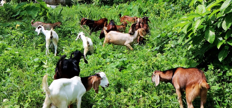 बाख्रामा ‘पिपीआर’ रोगको सङ्क्रमण पुष्टि