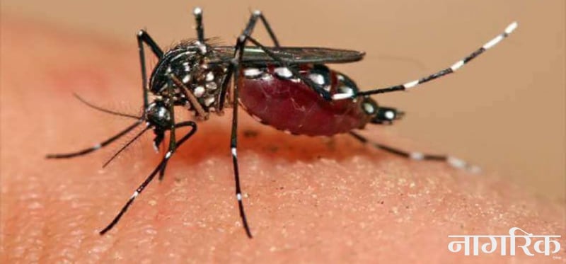 डेंगी र स्क्रब टाइफसको सङ्क्रमण घट्दो क्रममा