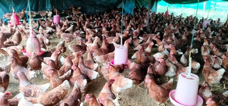 तनहुँमा ५९ हजार कुखुराको बिमा