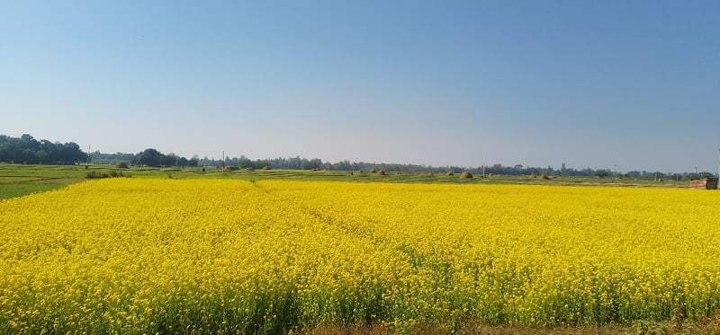 चितवनमा घट्यो ताेरीको उत्पादन