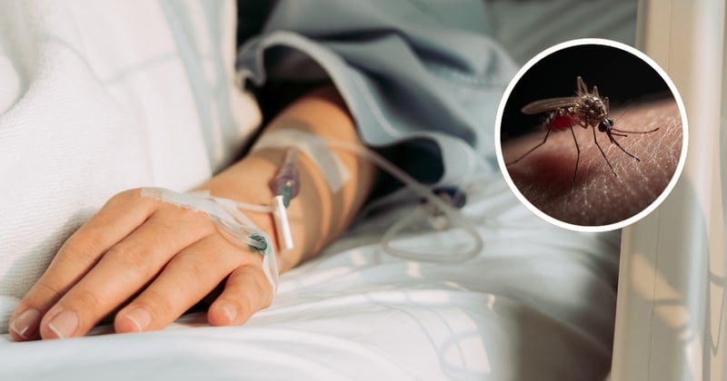जापानिज इन्सेफ्लाइटिसको जोखिम बढ्दो: यो वर्ष मात्र ३५ जनाको मृत्यु, १७९ संक्रमित