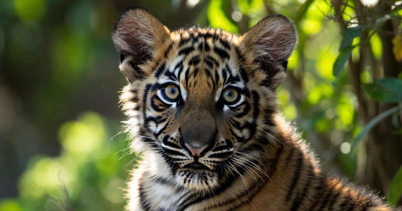 पाटेबाघको आक्रमणबाट भण्डारीको मृत्यु