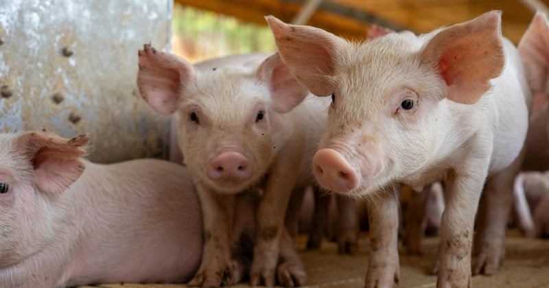 चितवनमा ‘अफ्रिकन स्वाइनफिभर’ ले मर्न थाले बङ्गुर