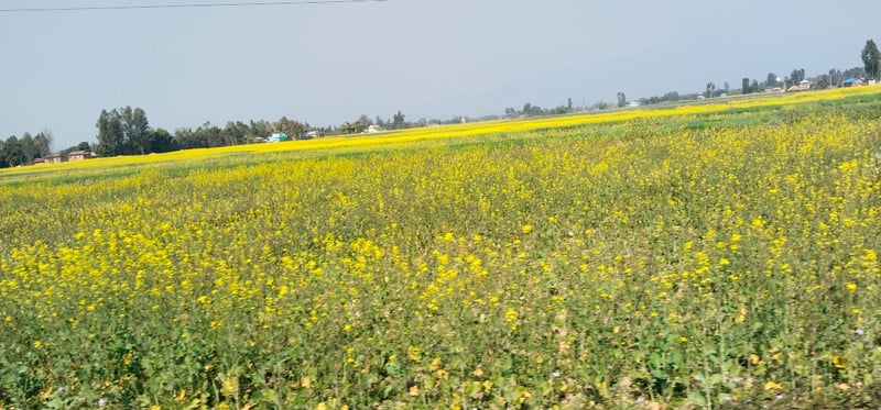 दाङमा तोरीखेतीको क्षेत्रफल र उत्पादन बढ्दै